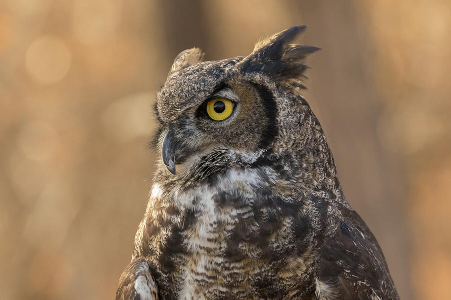 Portrait Of A Great Horned Owl Photograph
