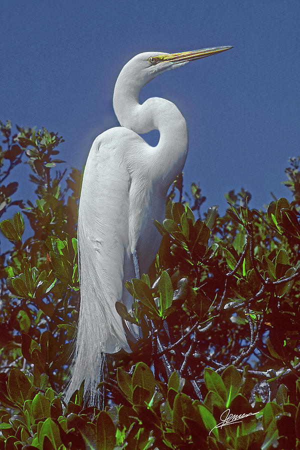 Portrait of a Great White Egret II Photograph by Phil Jensen