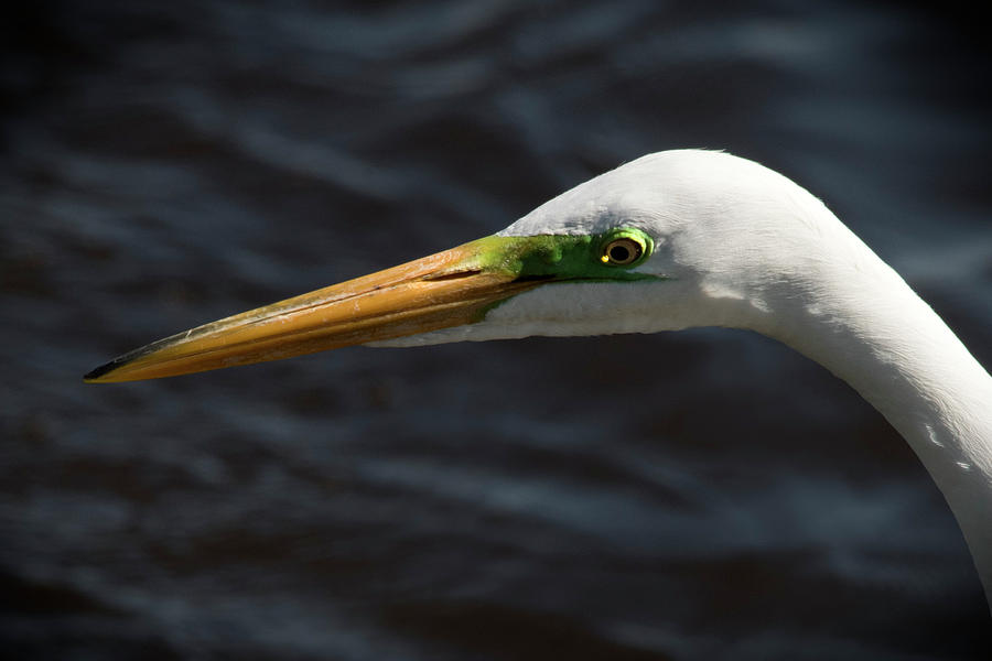 Egret Photograph - Portrait of A Great White Egret by Jayne Gohr
