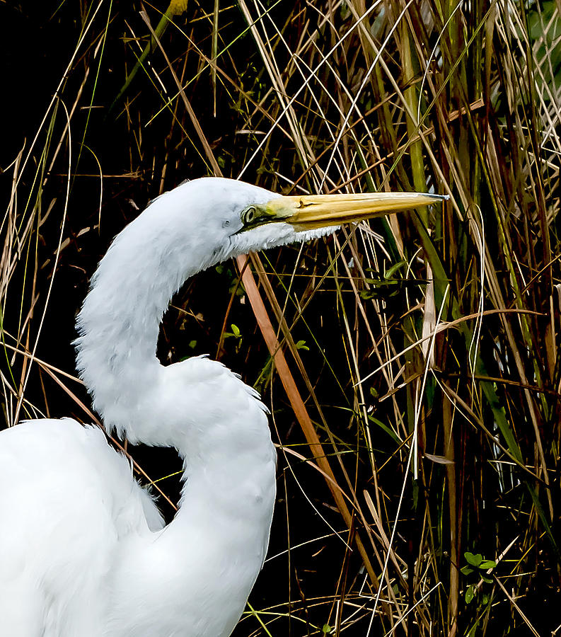 Egret Photograph - Portrait Of A Great White by Norman Johnson