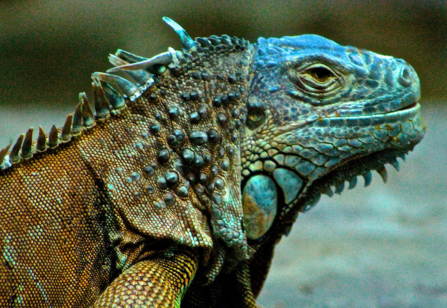 Portrait of a Green Iguana Photograph by Venetia Featherstone-Witty