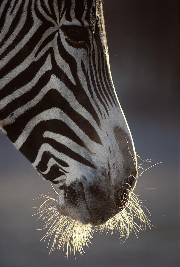 Portrait of a Grevy Zebra Photograph by Johan Elzenga