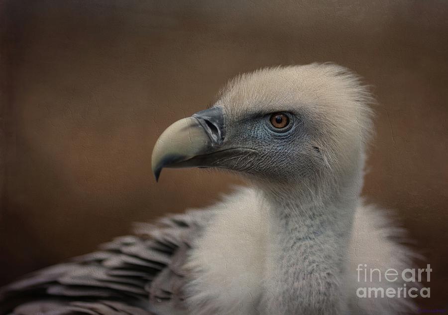 Bird Photograph - Portrait of a Griffon Vulture by Eva Lechner