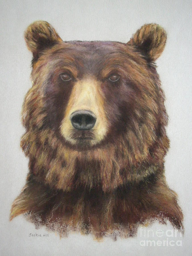 Portrait of a Grizzly Bear Drawing by Jackie Hill | Fine Art America