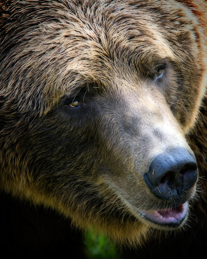 Portrait of a Grizzly Photograph by Lana Trussell