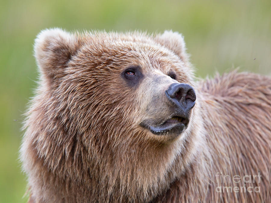 Bear Photograph - Portrait of a Grizzly by Richard Garvey-Williams