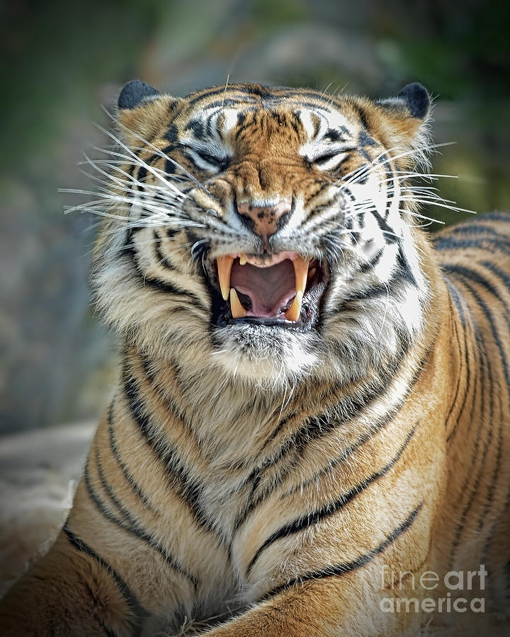 Portrait of a Growling Tiger  Photograph by Jim Fitzpatrick