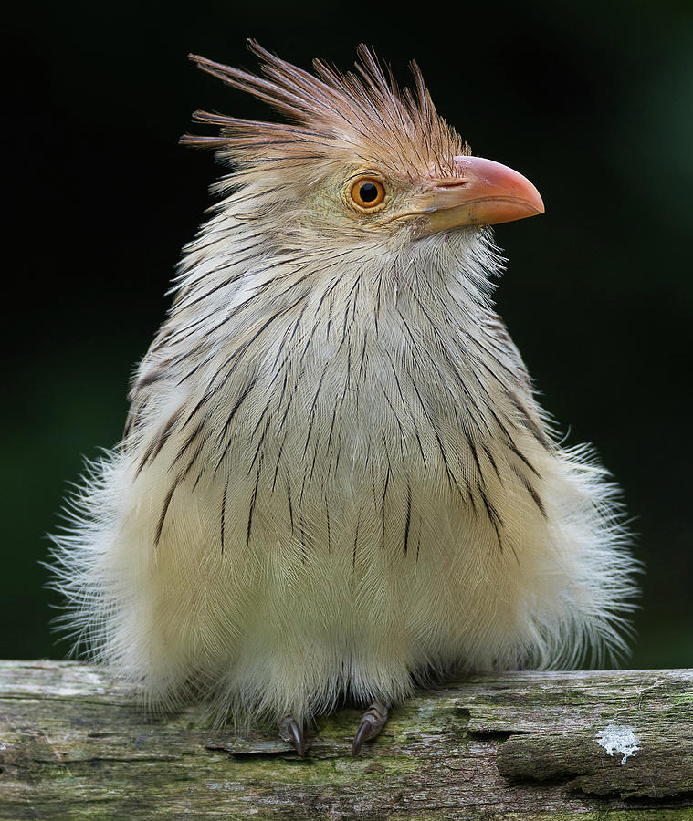 Portrait of a Guira Cuckoo Photograph by Greg Nyquist