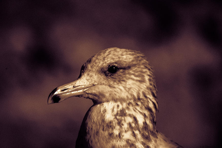 Portrait of a Gull Photograph by Lora Lee Chapman