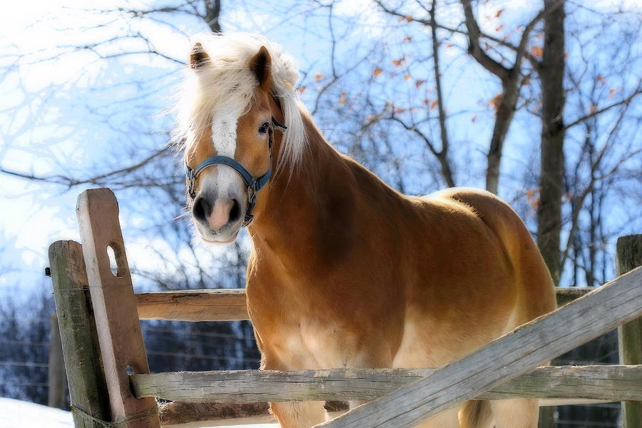 Portrait of a Haflinger - Niko in Winter Photograph by Angela Rath