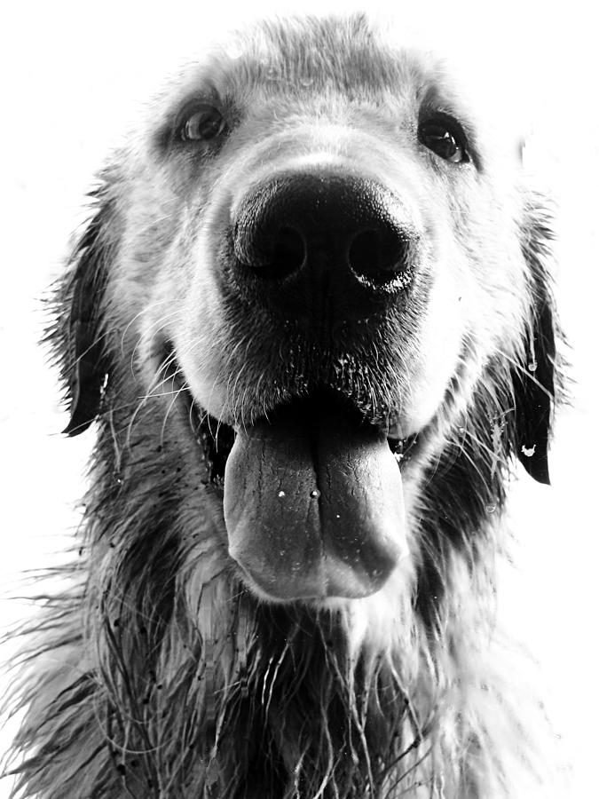 Argentina Photograph - Portrait of a Happy Dog by Osvaldo Hamer