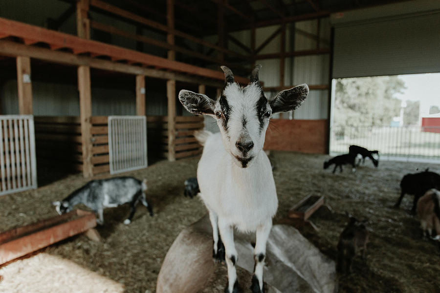 Animal Photograph - Portrait of a Happy Goat by Amber Flowers