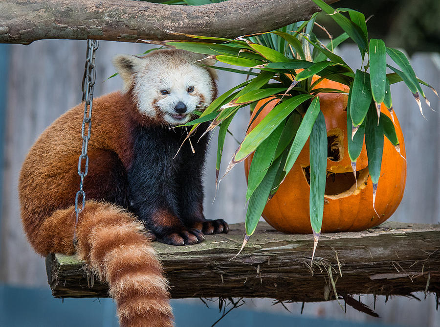 Portrait of a Happy Red Panda Photograph by Greg Nyquist
