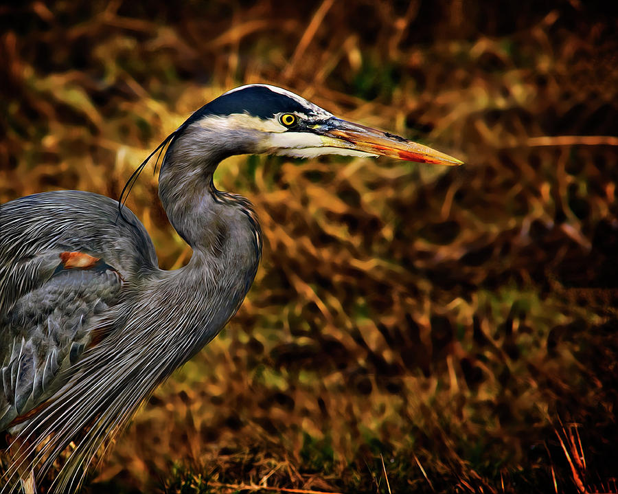 Portrait of a Heron Photograph by John Christopher