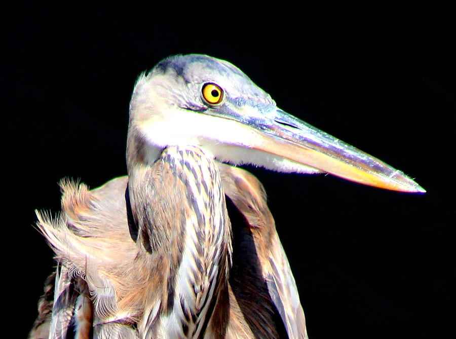 Portrait of a Heron Photograph by Kimberly Walker