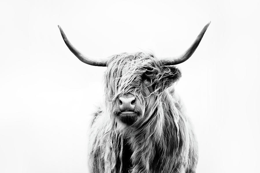 Animal Photograph - Portrait Of A Highland Cow by Dorit Fuhg