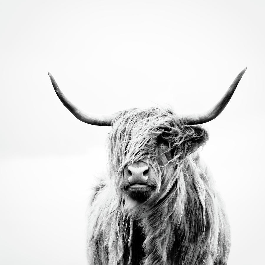 Portrait Of A Highland Cow - Square Crop Photograph by Dorit Fuhg