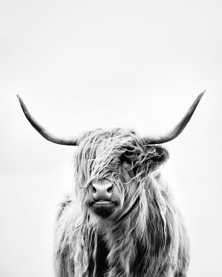 Animal Photograph - Portrait Of A Highland Cow - Vertical Orientation by Dorit Fuhg