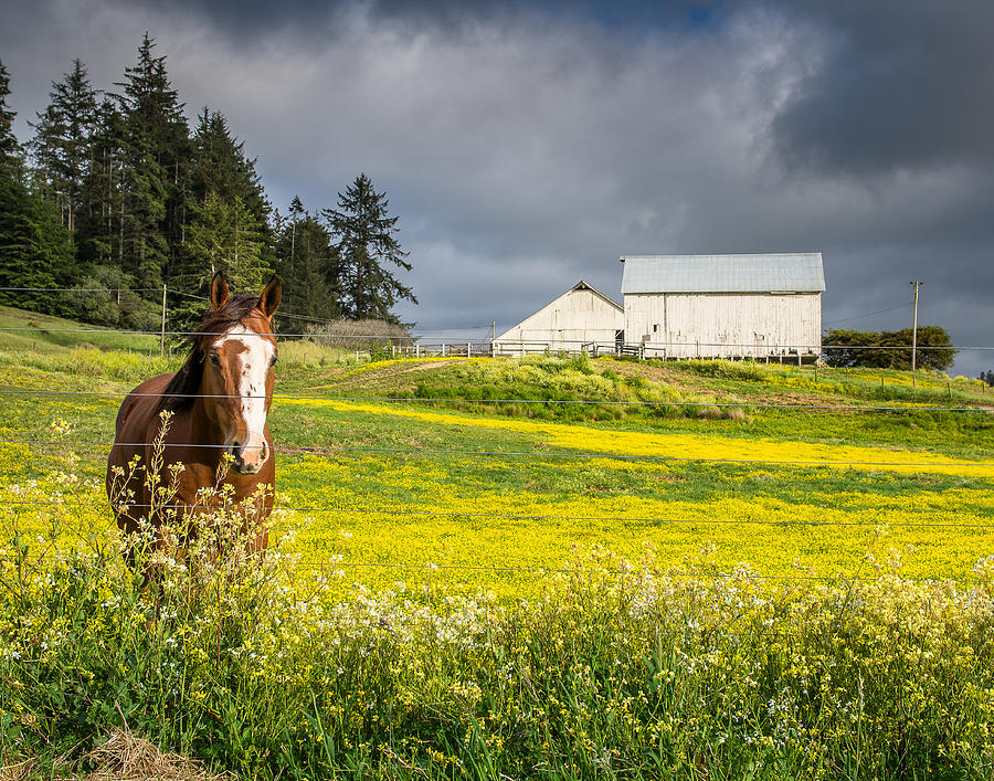 Portrait of a Horse and Barn Photograph by Greg Nyquist