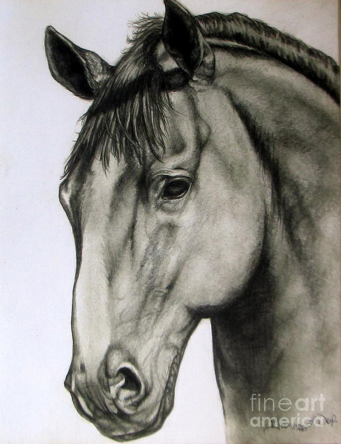 Portrait Of A Horse Drawing by Georgia Doyle