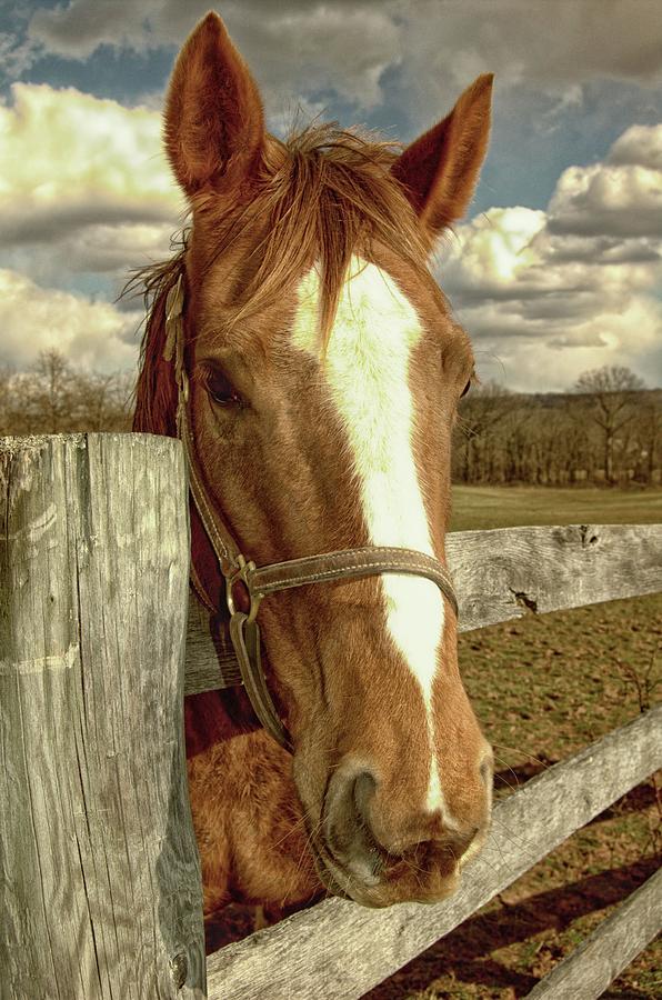 Portrait Of A Horse Photograph by James DeFazio