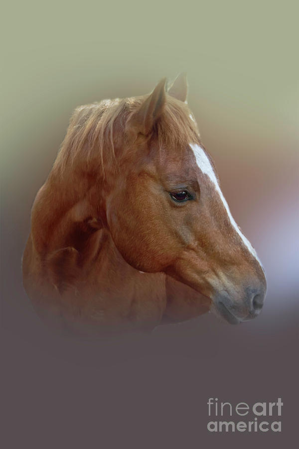 Portrait of a Horse Photograph by Judy Hall-Folde