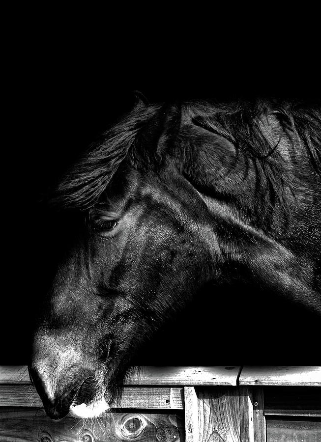 Horse Photograph - Portrait of a Horse by Martin Newman