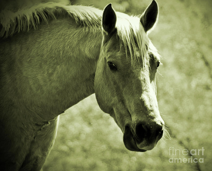 Portrait of A Horse No.2 Photograph by Lydia Holly