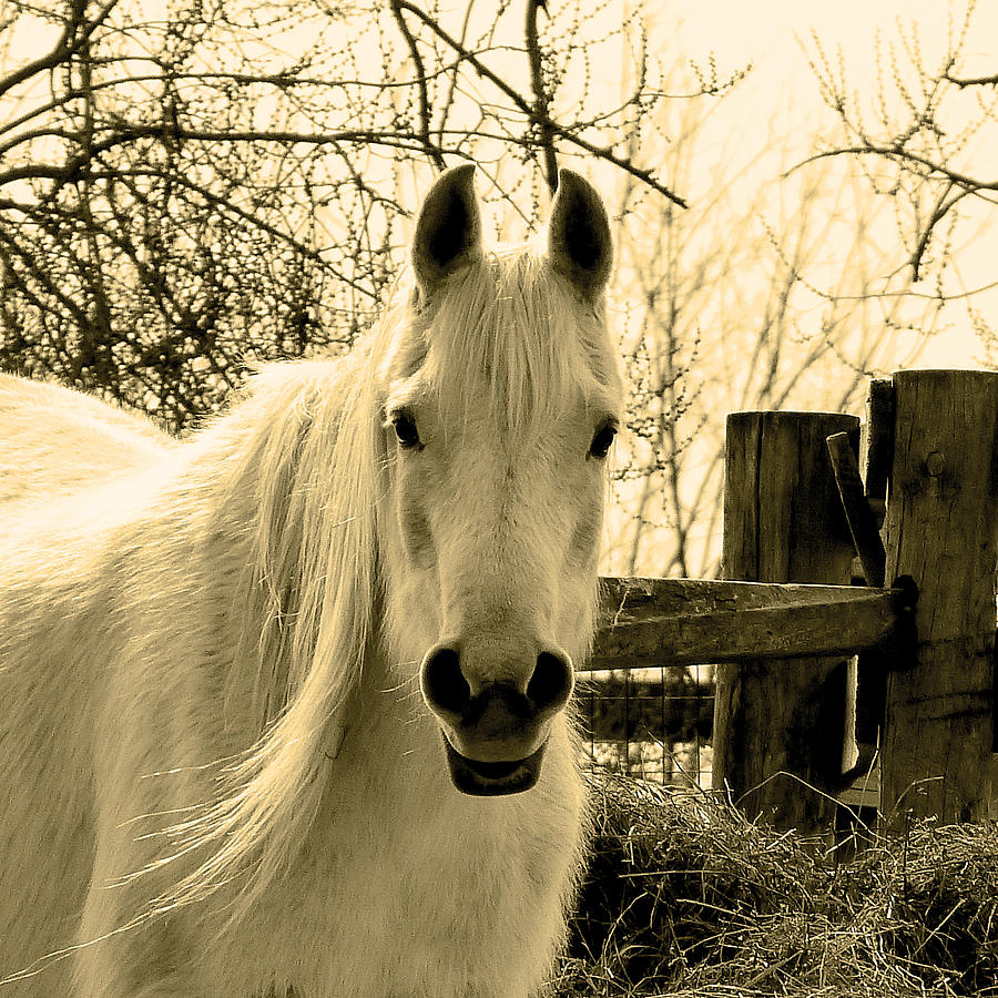 Horse Photograph - Portrait of a Horse by Stacy Root