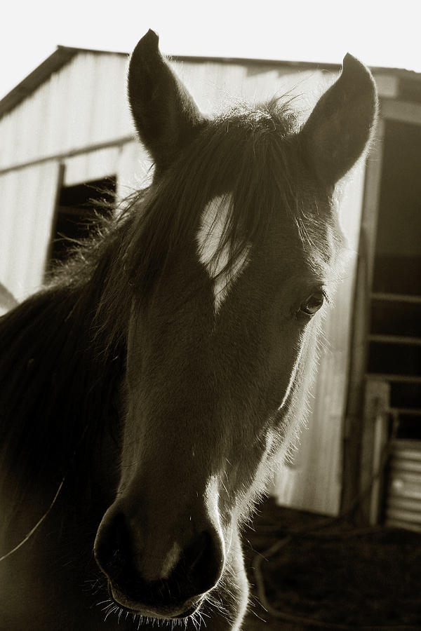 Portrait of a Horse Photograph by Toni Hopper