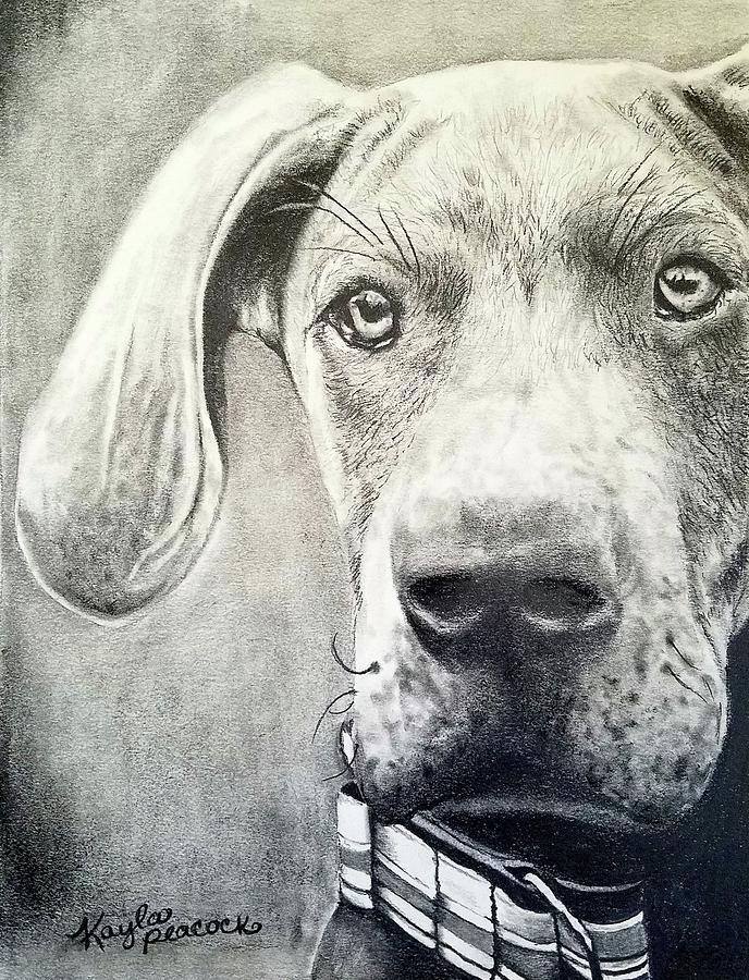 Portrait of a Hound Drawing by Kayla Peacock - Fine Art America