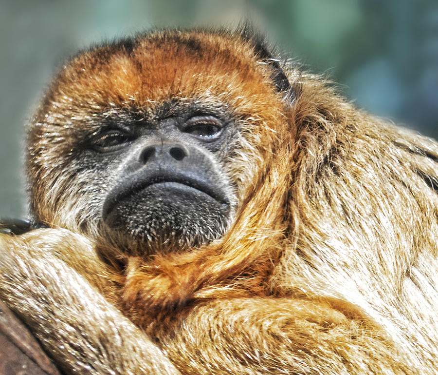 Portrait of a Howler Monkey Photograph by Jim Fitzpatrick