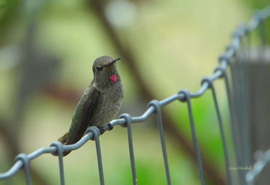 Portrait Of A Hummingbird Photograph by Donna Blackhall