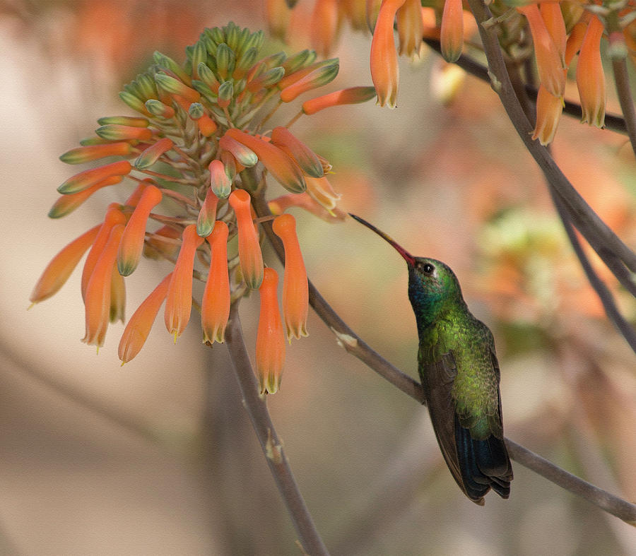 Portrait of a Hummingbird Photograph by Sue Cullumber