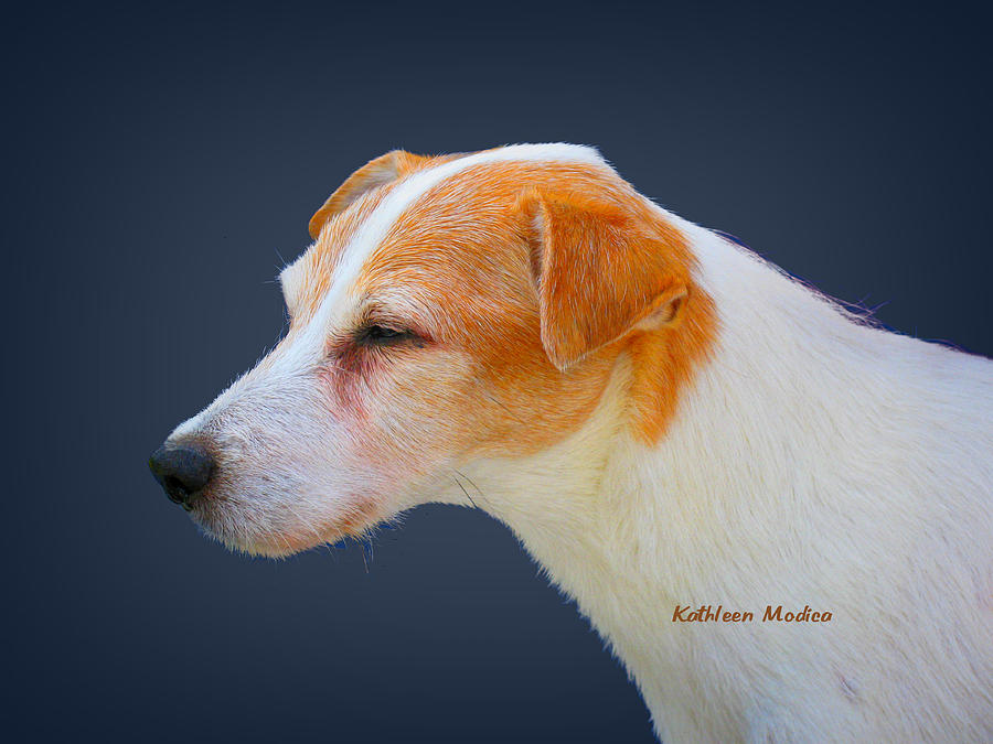 Portrait of a Jack Russel Photograph by Kathleen Modica