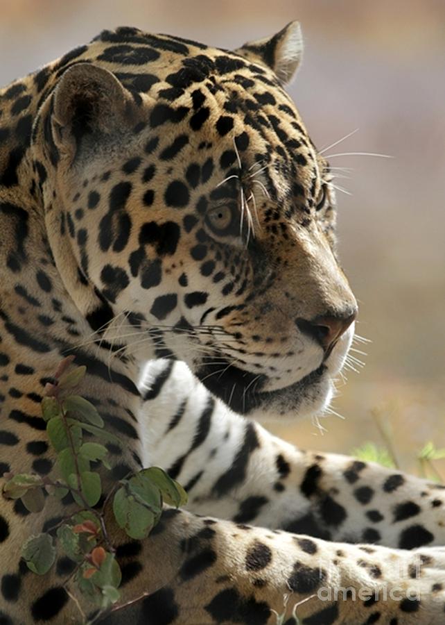 Portrait of a Jaguar Photograph by Sabrina L Ryan