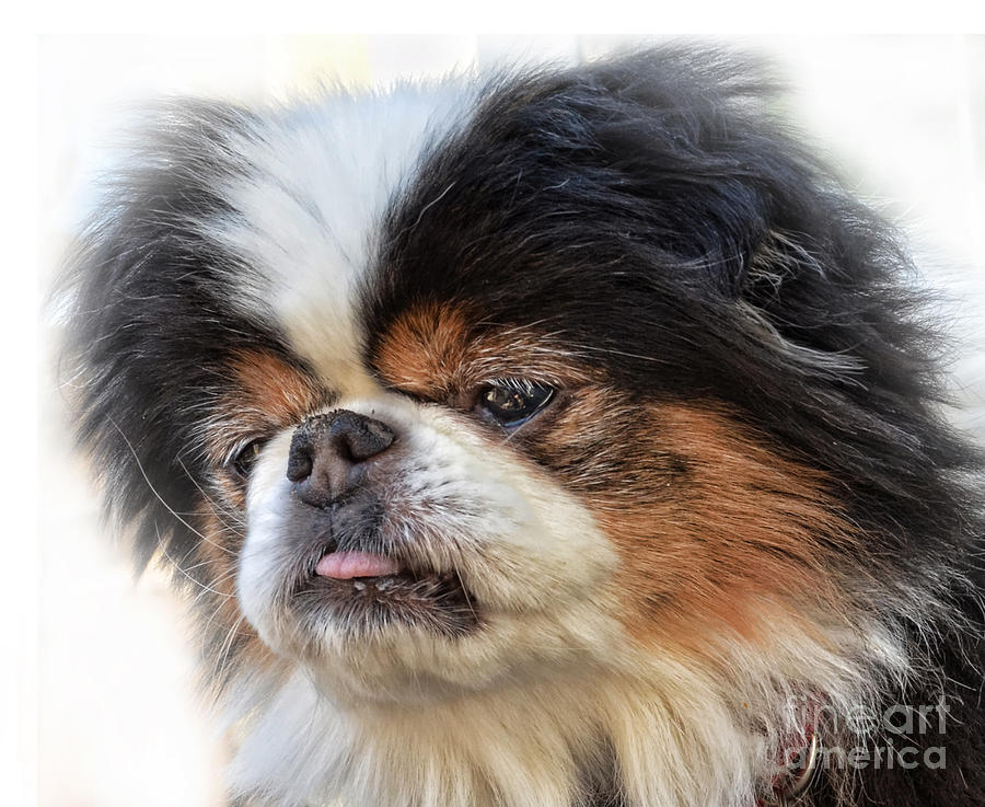 Portrait of a Japanese Chin Doggy Photograph by Jim Fitzpatrick