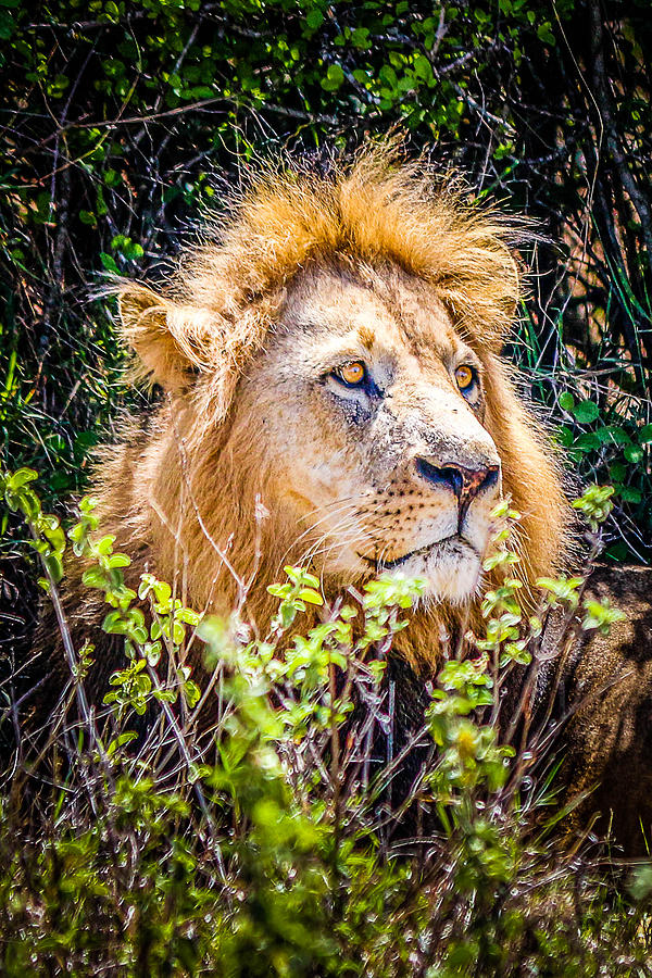 Portrait of a King Photograph by Bryan Moore