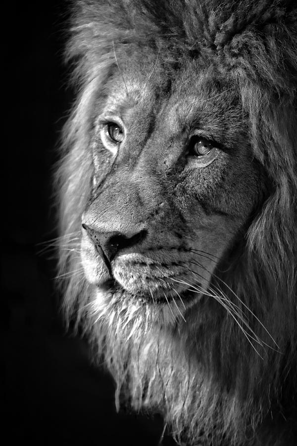 Portrait Of A King Photograph by Wes and Dotty Weber