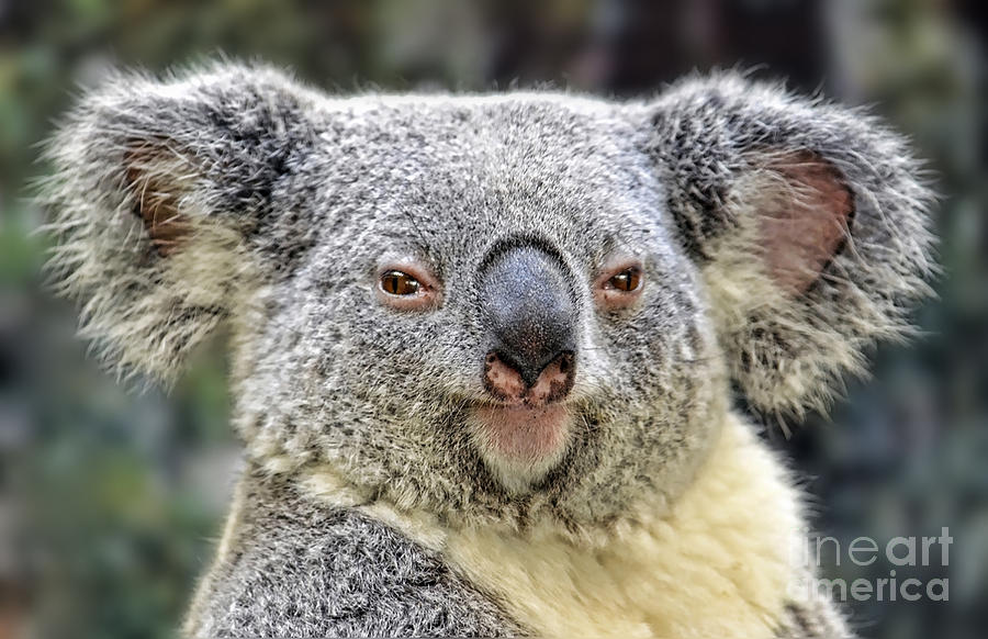 Portrait of a Koala  Photograph by Jim Fitzpatrick