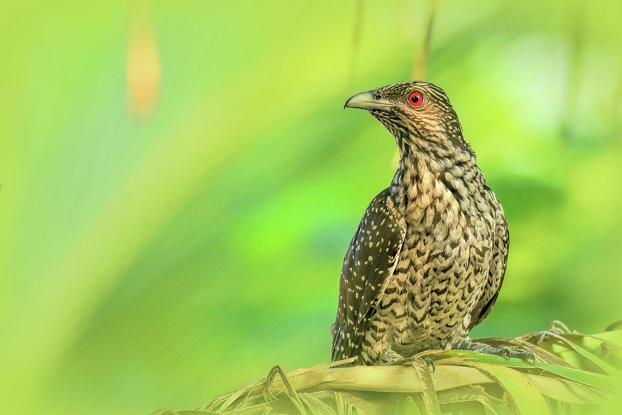 Nature Photograph - Portrait of a Koel by Ravi S R