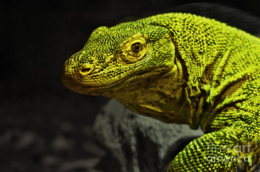 Portrait of a Komodo Dragon Photograph by Jim Fitzpatrick