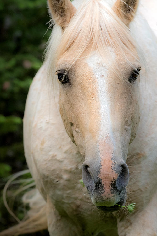 Portrait of a Legend-Cloud the Stallion Photograph by Sandy Sisti