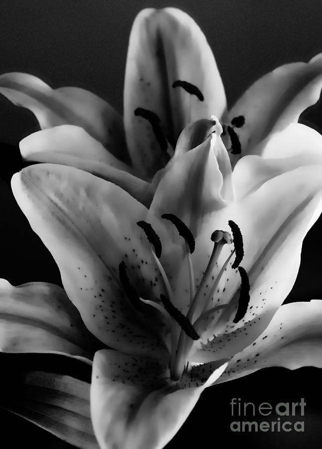 Portrait of a Lily Photograph by Clare Bevan