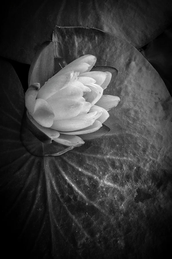 Portrait of a Lily Photograph by Debra and Dave Vanderlaan