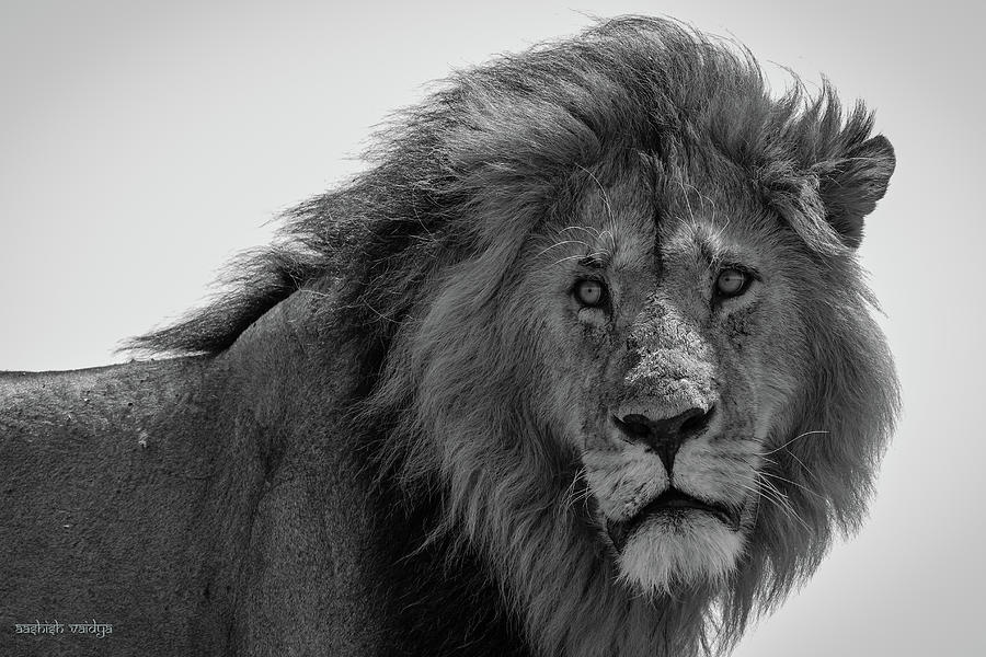 Portrait of a Lion Photograph by Aashish Vaidya