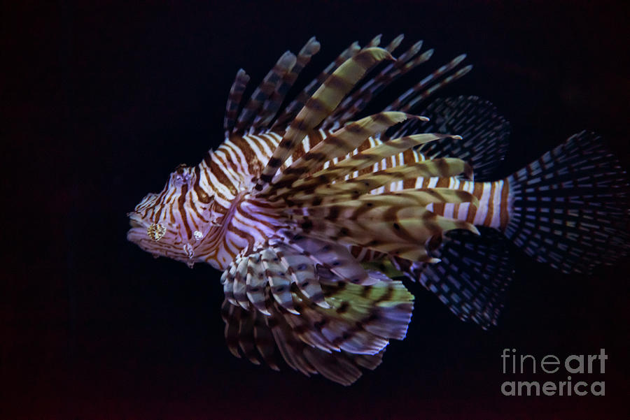 Portrait of a Lionfish Photograph by Bob Phillips