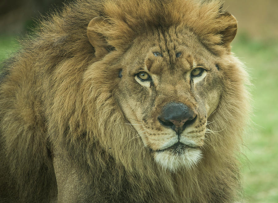 Portrait of a Lion by Serena Vachon Portrait of a Lion by Serena Vachon