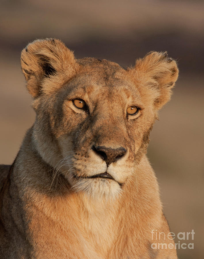 Portrait of a Lioness Photograph by Chris Scroggins