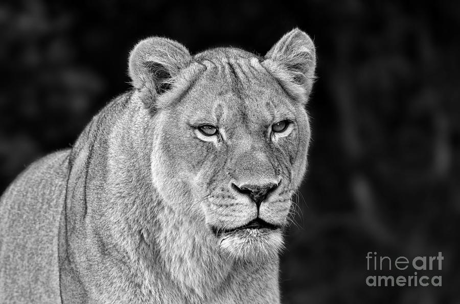 Portrait of a Lioness II black and white version Photograph by Jim Fitzpatrick